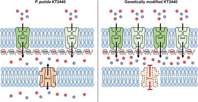 Engineering the Osmotic State of Pseudomonas putida KT2440 for Efficient Cell Disruption and Downstream Processing of Poly(3-Hydroxyalkanoates)